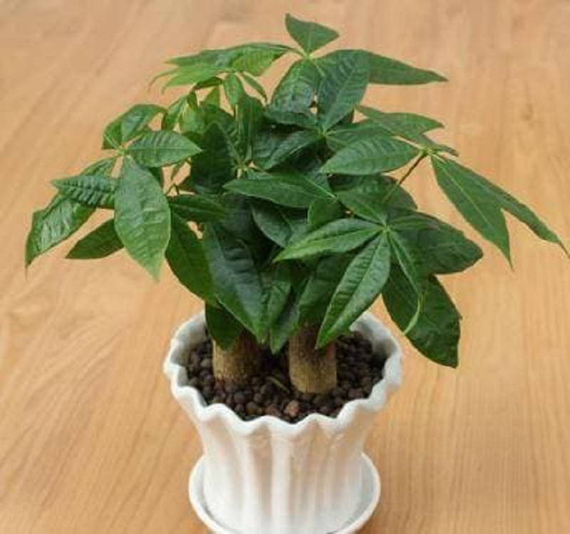 2 loại “cây may mắn” trong phòng khách, tài lộc vượng phát - Hình 4 2 loai “cay may man” trong phong khach, tai loc vuong phat-Hinh-4