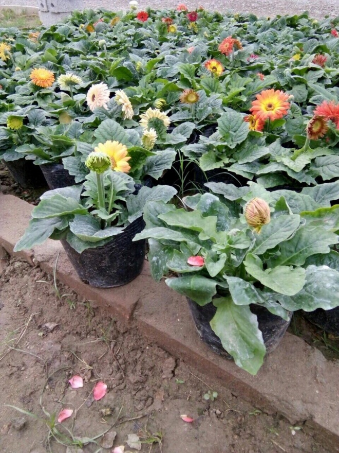 Phòng khách có 4 loại hoa may mắn này lộc đổ ào ào, nghe tên đã thấy mùi tiền - 1