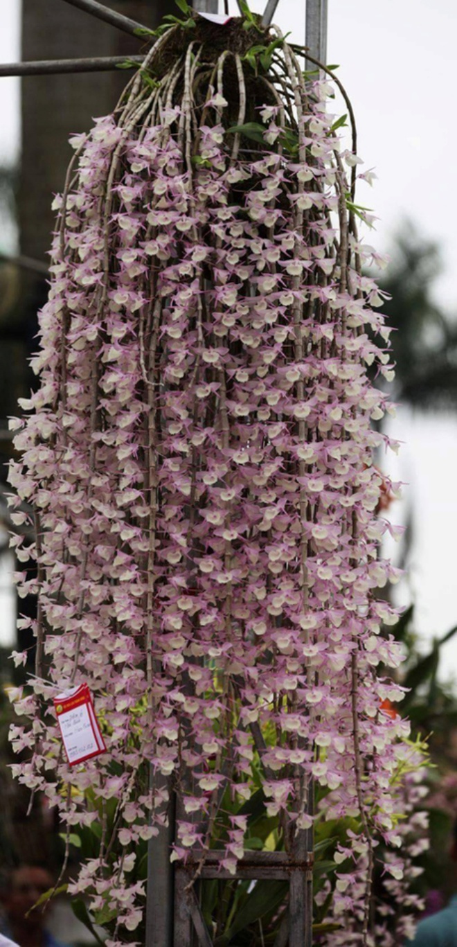 Phòng khách có 4 loại hoa may mắn này lộc đổ ào ào, nghe tên đã thấy mùi tiền - 4