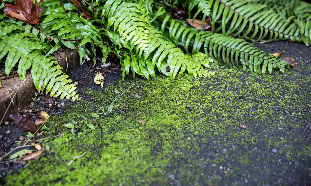 Rêu phủ lối đi bộ trong Vườn Bách thảo Hoàng gia, Sydney, Australia. Ảnh: Guardian.