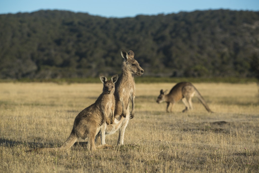 Kangaroo xám trong công viên quốc gia Narawntapu ở Tasmania, Australia, ngày 14/9/2018. Ảnh: AFP