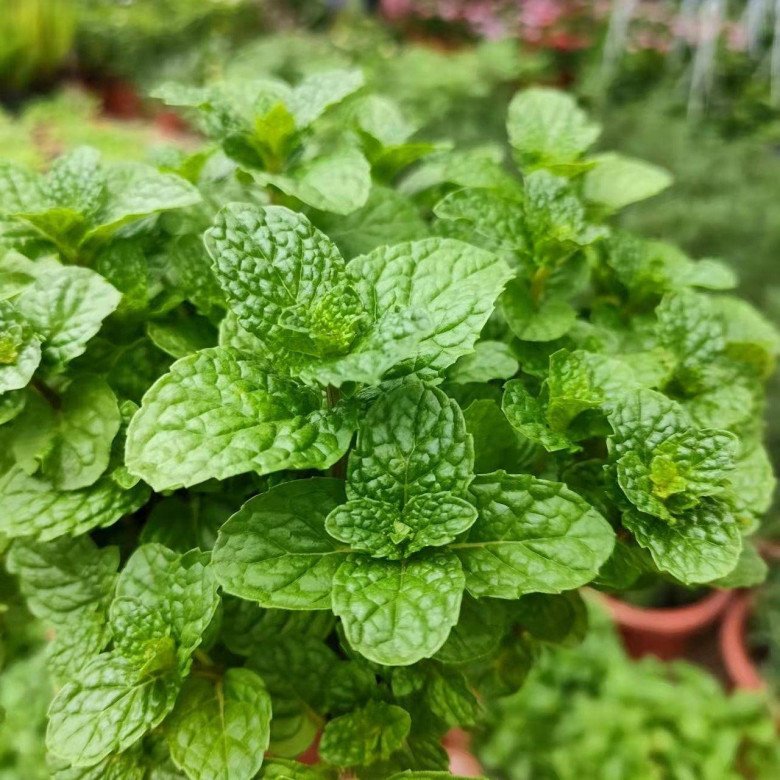 3 loại rau vừa dễ trồng lại là “khắc tinh” của ung thư, trồng ở ban công cho thu hoạch quanh năm - 1