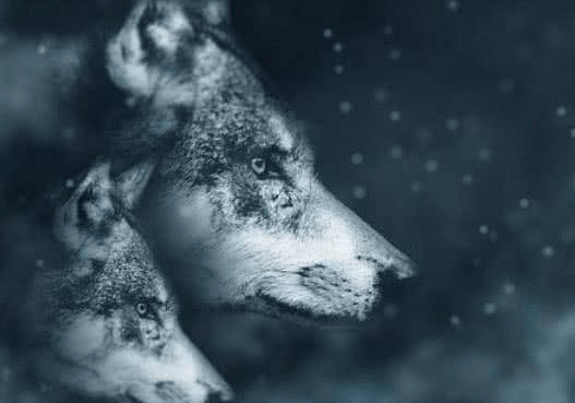 Trắc nghiệm tâm lý: Bạn nghĩ đâu là con sói đầu đàn? - 1