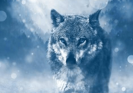 Trắc nghiệm tâm lý: Bạn nghĩ đâu là con sói đầu đàn? - 2