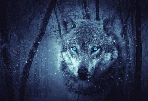 Trắc nghiệm tâm lý: Bạn nghĩ đâu là con sói đầu đàn? - 3