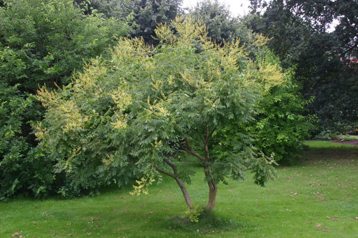 Koelreuteria paniculata (golden rain tree) » Holden Forests & Gardens