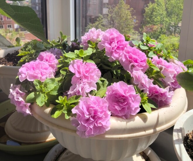 Loài hoa này đẹp như mẫu đơn, nở 300 ngày mỗi năm, giá 120.000 chậu nhưng cắm một lá xuống đất cũng bén rễ - 1