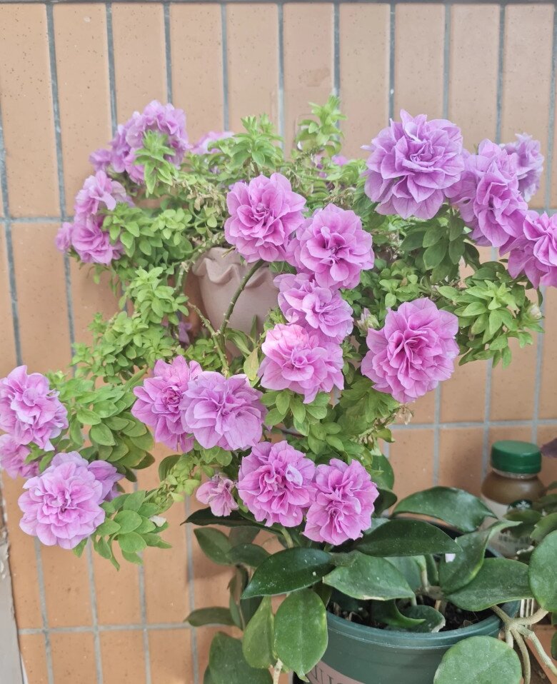 Hoa dạ yến thảo cánh kép Elena.