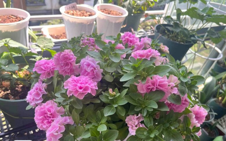 Loài hoa này đẹp như mẫu đơn, nở 300 ngày mỗi năm, giá 120.000 chậu nhưng cắm một lá xuống đất cũng bén rễ - 3