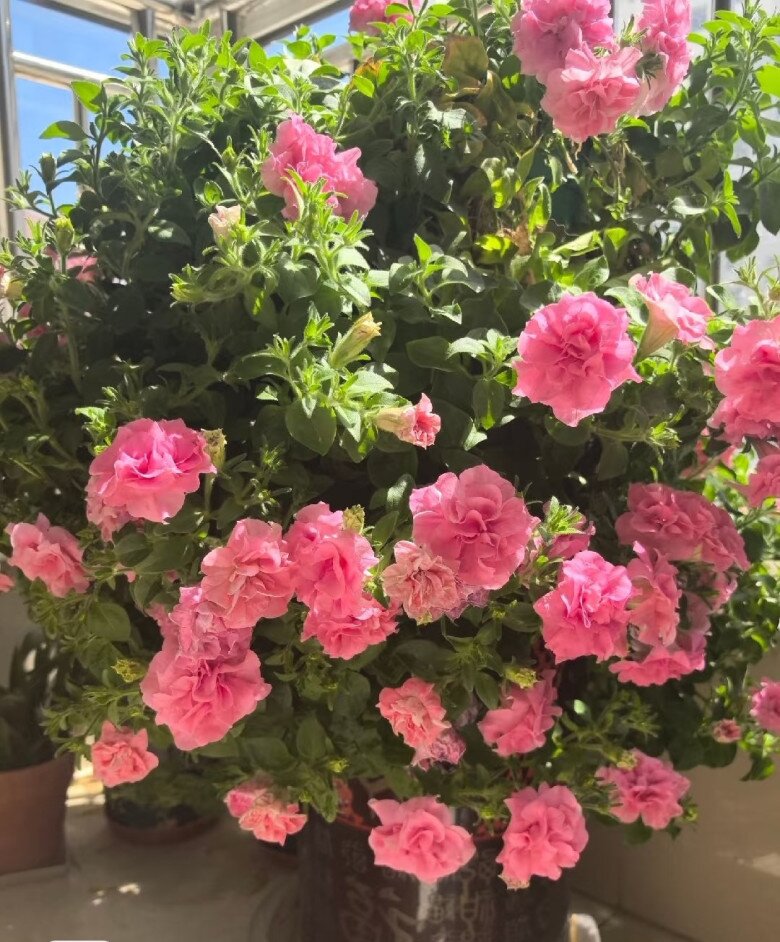 Loài hoa này đẹp như mẫu đơn, nở 300 ngày mỗi năm, giá 120.000 chậu nhưng cắm một lá xuống đất cũng bén rễ - 4