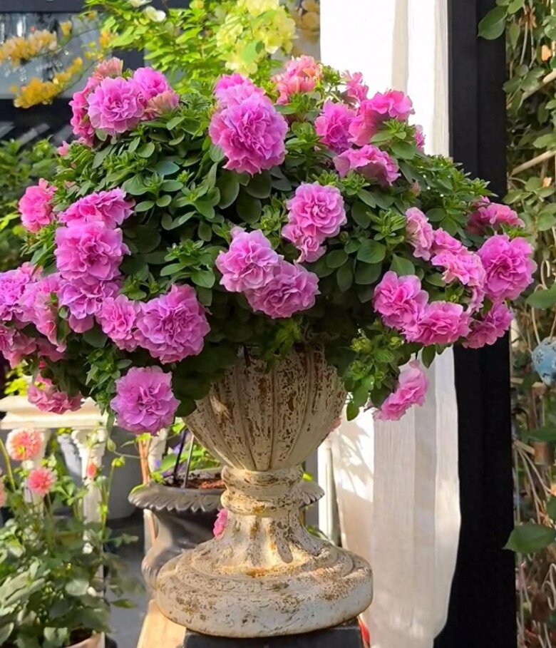 Loài hoa này đẹp như mẫu đơn, nở 300 ngày mỗi năm, giá 120.000 chậu nhưng cắm một lá xuống đất cũng bén rễ - 5