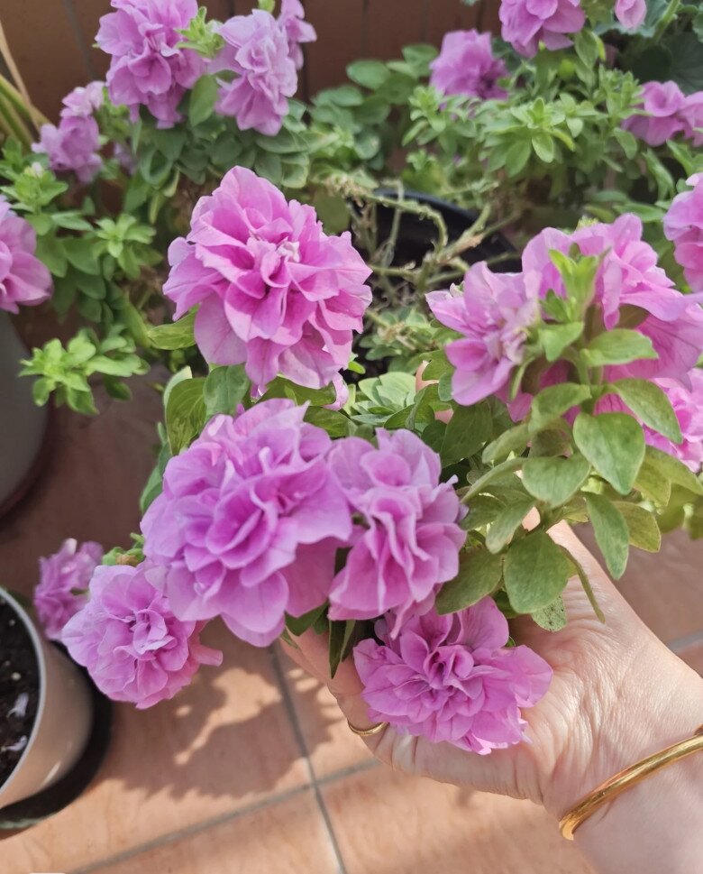 Loài hoa này đẹp như mẫu đơn, nở 300 ngày mỗi năm, giá 120.000 chậu nhưng cắm một lá xuống đất cũng bén rễ - 6