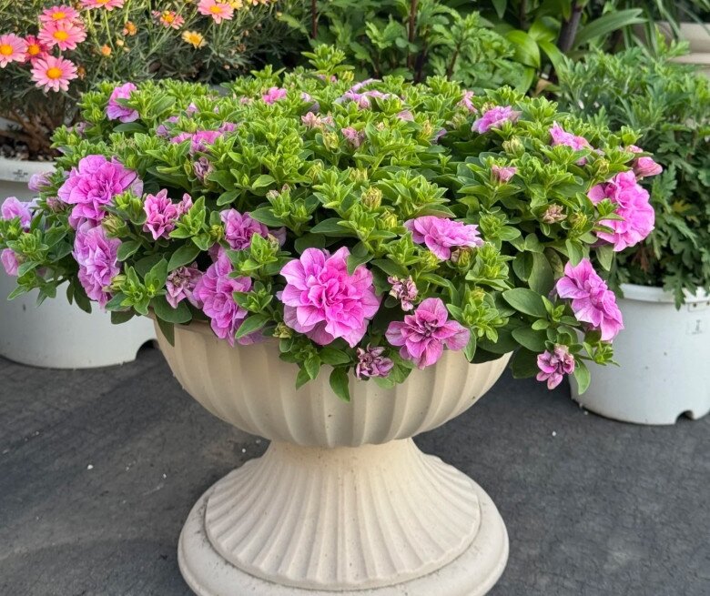 Loài hoa này đẹp như mẫu đơn, nở 300 ngày mỗi năm, giá 120.000 chậu nhưng cắm một lá xuống đất cũng bén rễ - 7