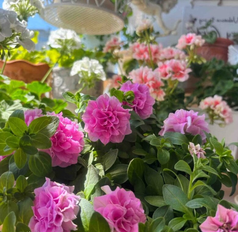 Loài hoa này đẹp như mẫu đơn, nở 300 ngày mỗi năm, giá 120.000 chậu nhưng cắm một lá xuống đất cũng bén rễ - 8