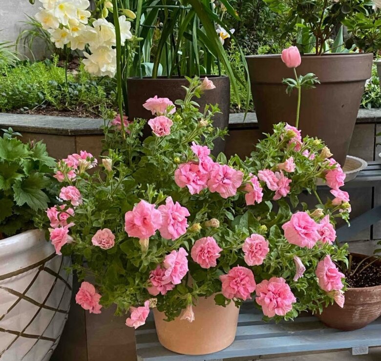 Loài hoa này đẹp như mẫu đơn, nở 300 ngày mỗi năm, giá 120.000 chậu nhưng cắm một lá xuống đất cũng bén rễ - 9