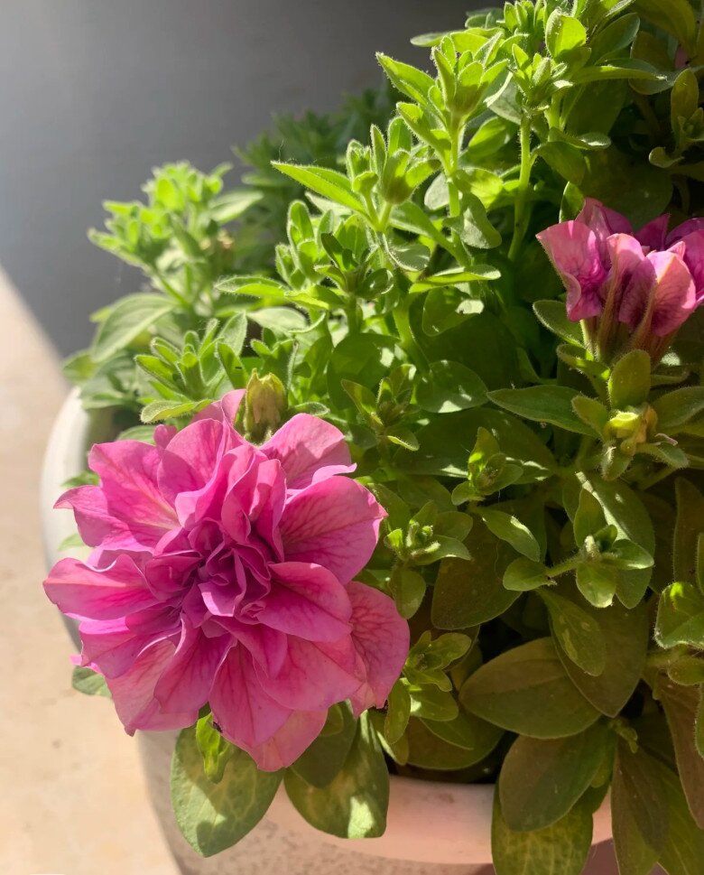 Clip: Hoa dạ yến thảo kép - cách trồng và cách chăm sóc