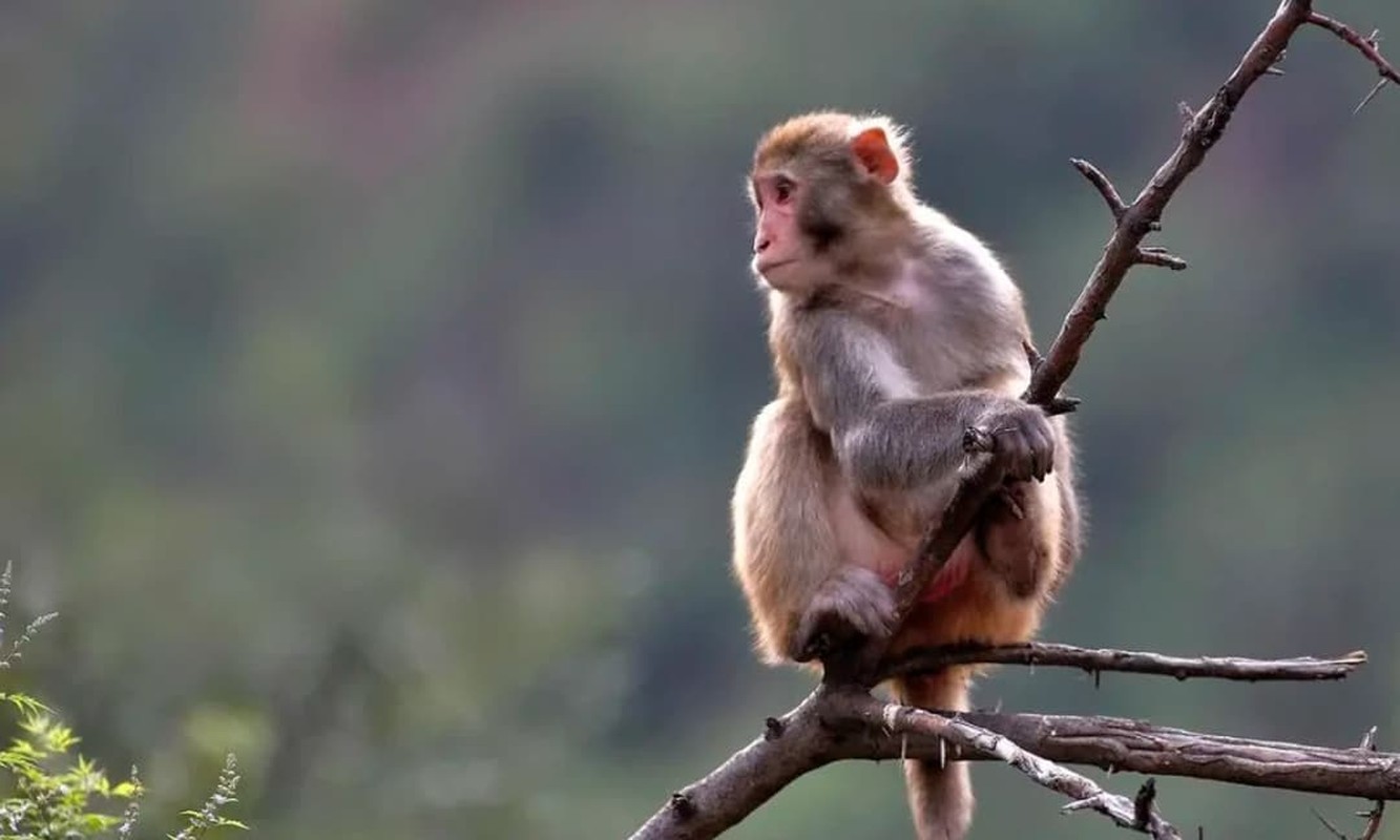 Du doan thang 5 duong, tuoi nao may man, tuoi nao trac tro?-Hinh-4