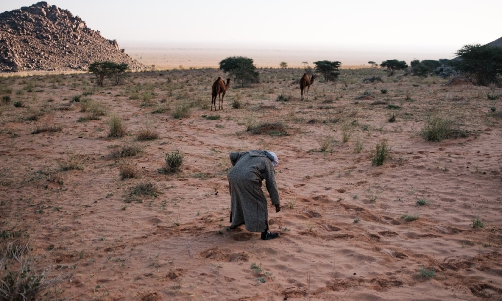 Mohamed Bagouma cúi xuống để kiểm tra một viên đá trên sa mạc trong lúc chăn đàn lạc đà vào sáng sớm, cách trại của ông gần Bir Moghrein vài km. Ảnh: Washington Post