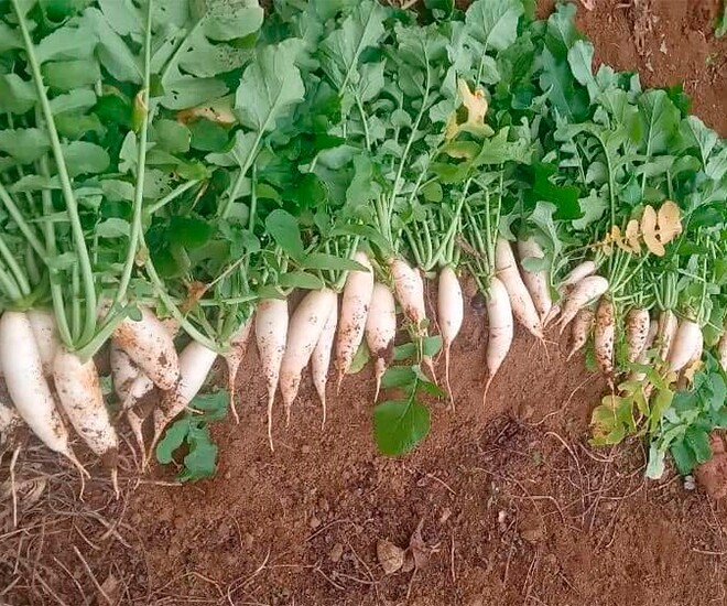 Thứ xưa có đầy đem cho gà ăn, nay thành đặc sản nổi tiếng ví như amp;#34;sâm của người nghèoamp;#34;, tốt cho sức khoẻ - 1