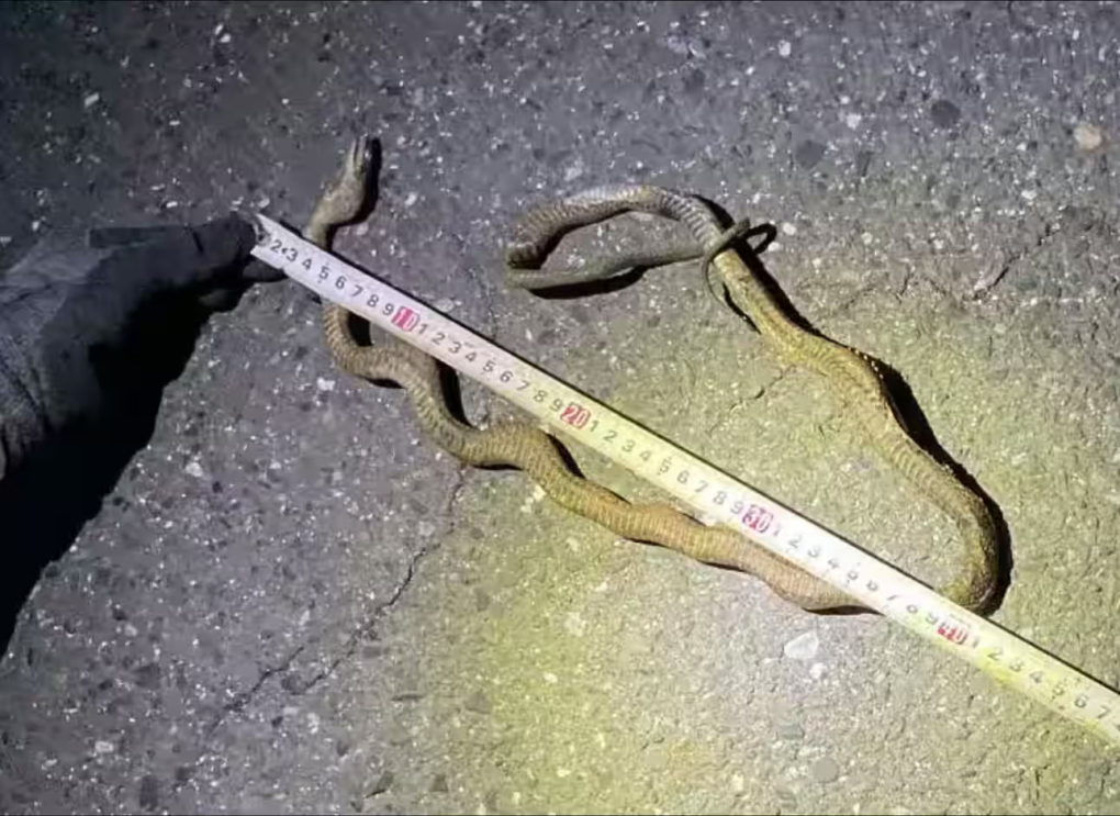 Con rắn dài khoảng 1 m mắc trên dây điện gây gián đoán dịch vụ tuyến Tokaido Shinkansen ngày 30/4. Ảnh: JR Tokai