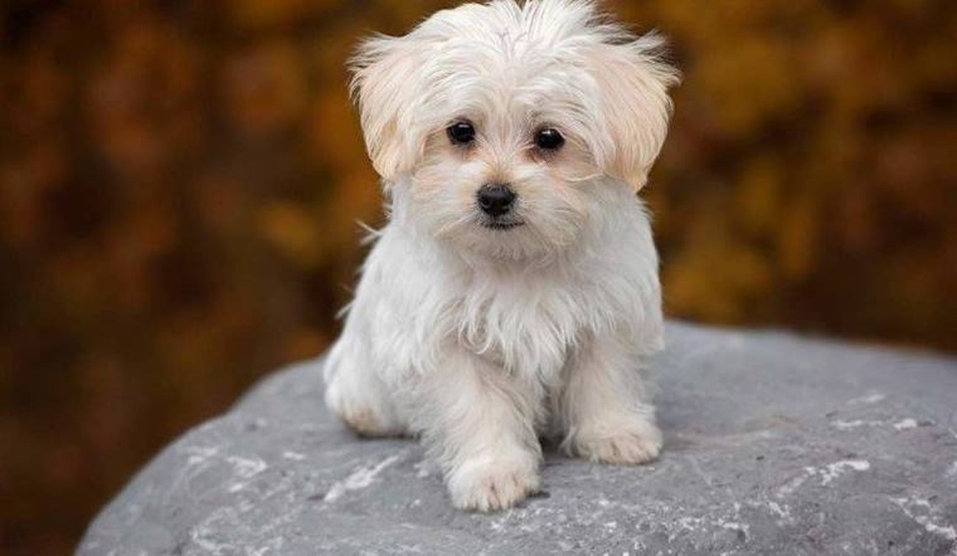 3 con giap buoc vao 100 ngay dai phat, giau nhanh vun vut-Hinh-11