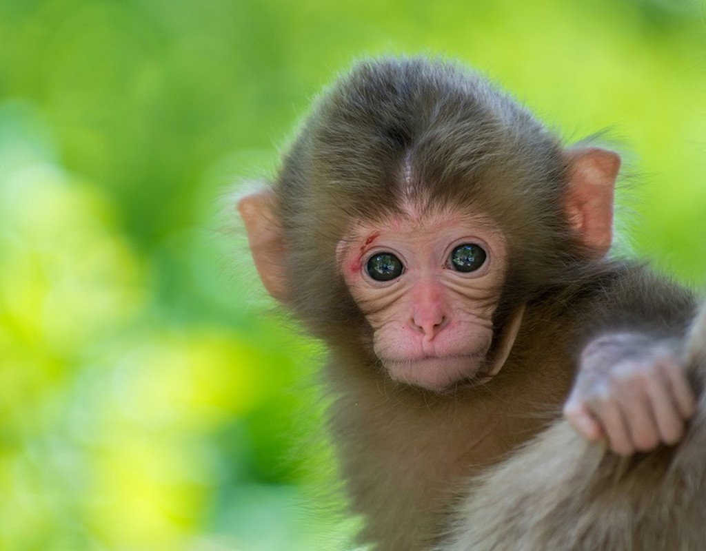 Troi dinh so giau, 3 con giap ca doi ngap trong tien vang-Hinh-6