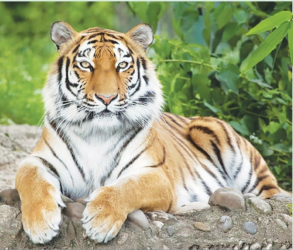 Top 5 con giap cang hieu thao cang thanh cong, lam gi cung phat-Hinh-3