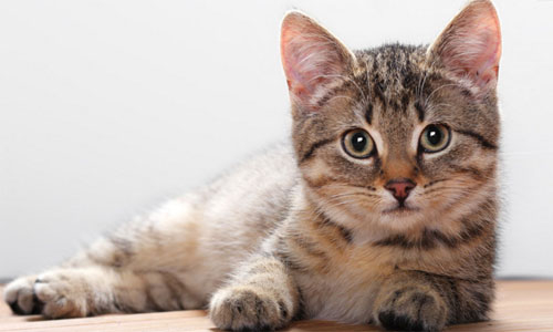 tuổi Mão - Ngôi Sao