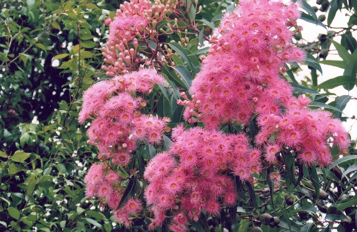 6 cay am vao nha, gia dinh khong ngheo cung kho