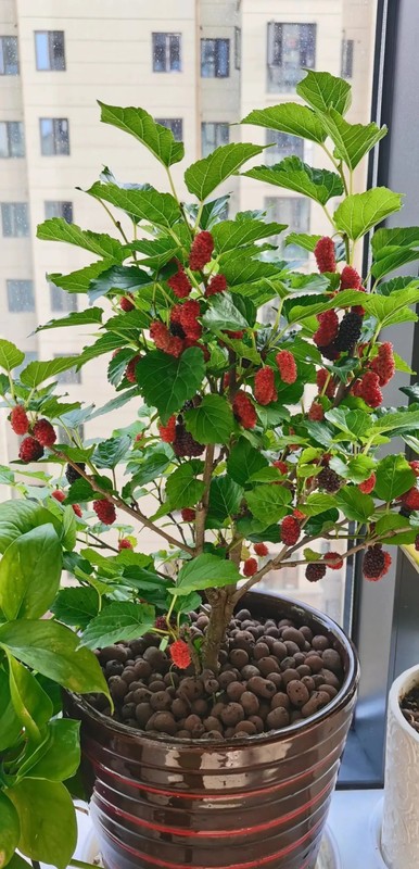 6 cay am vao nha, gia dinh khong ngheo cung kho-Hinh-10