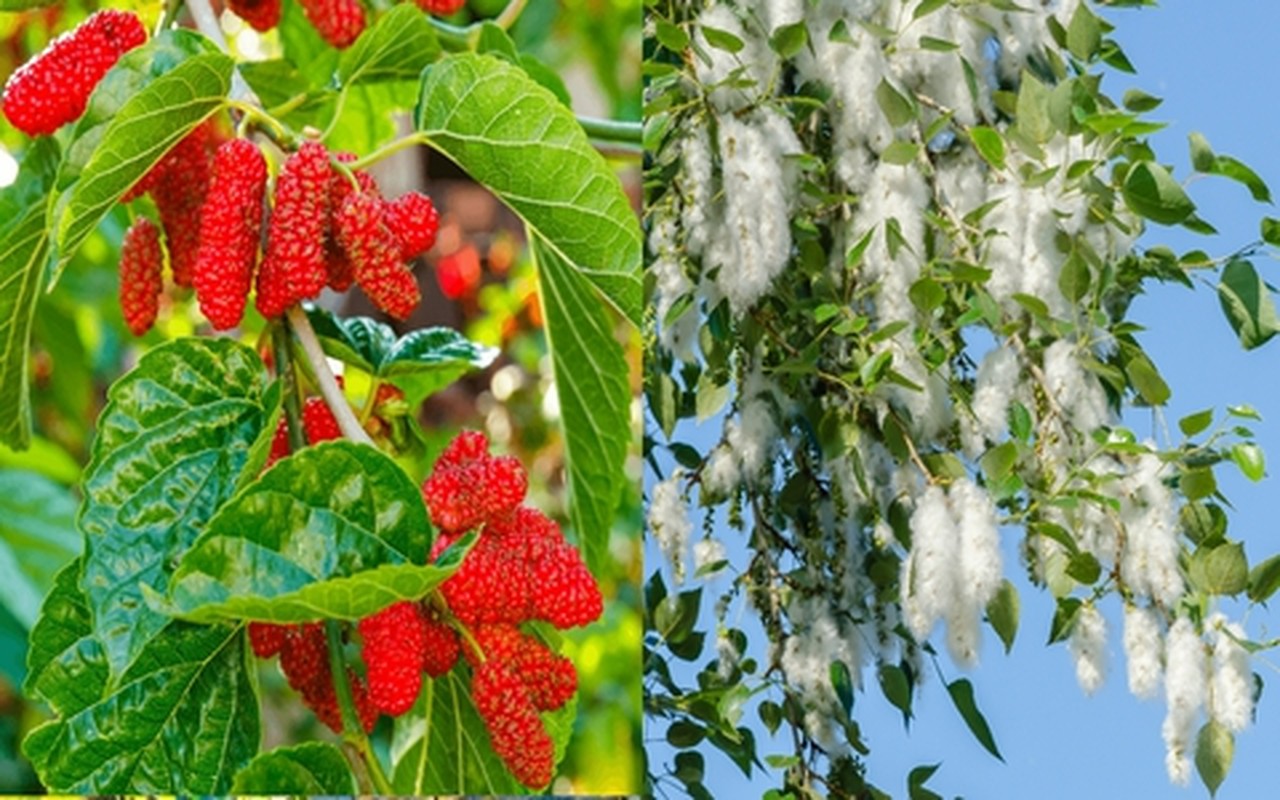 6 cay am vao nha, gia dinh khong ngheo cung kho-Hinh-11