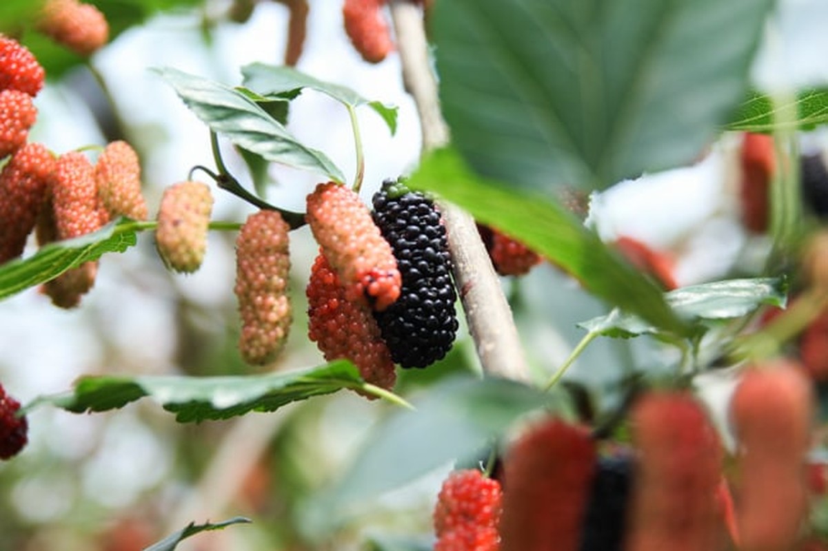 6 cay am vao nha, gia dinh khong ngheo cung kho-Hinh-12