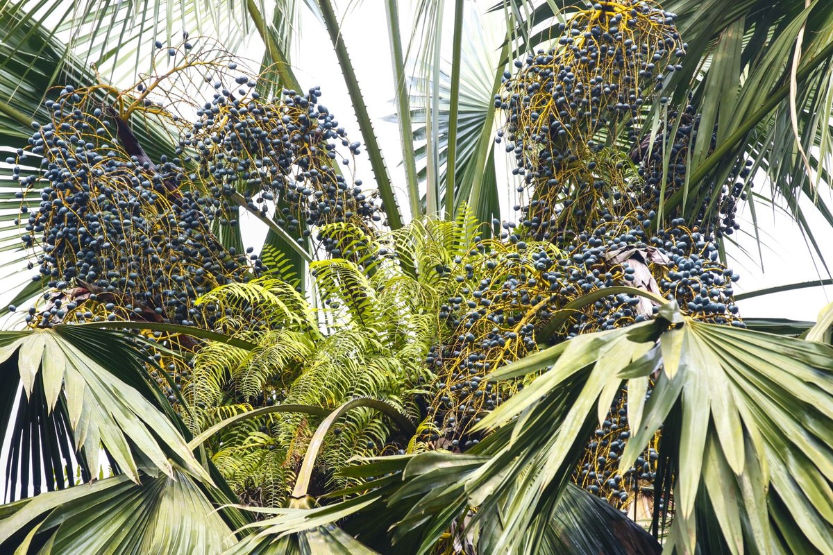 6 cay am vao nha, gia dinh khong ngheo cung kho-Hinh-14