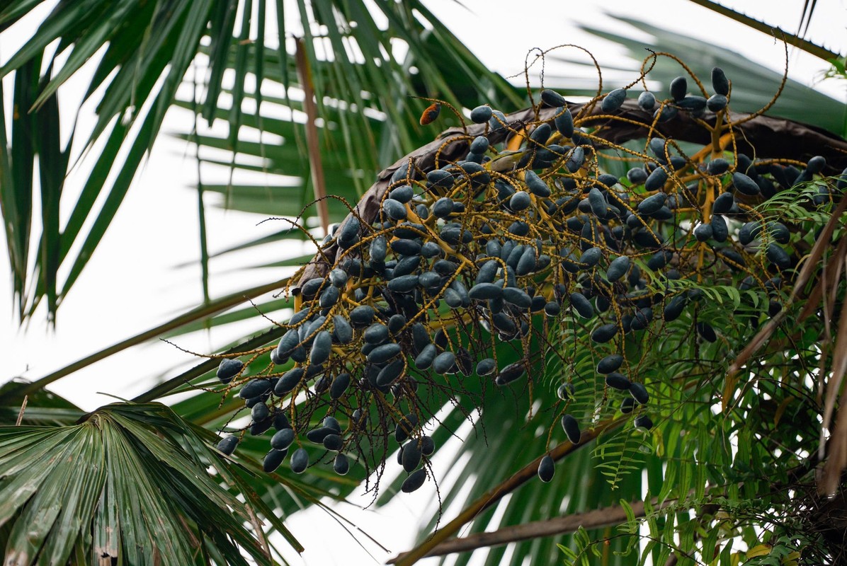 6 cay am vao nha, gia dinh khong ngheo cung kho-Hinh-15