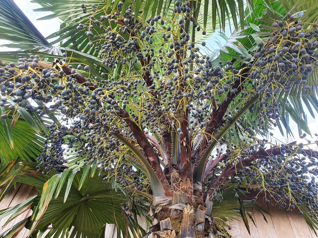 6 cay am vao nha, gia dinh khong ngheo cung kho-Hinh-16