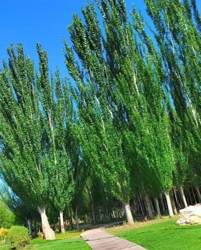 6 cay am vao nha, gia dinh khong ngheo cung kho-Hinh-17