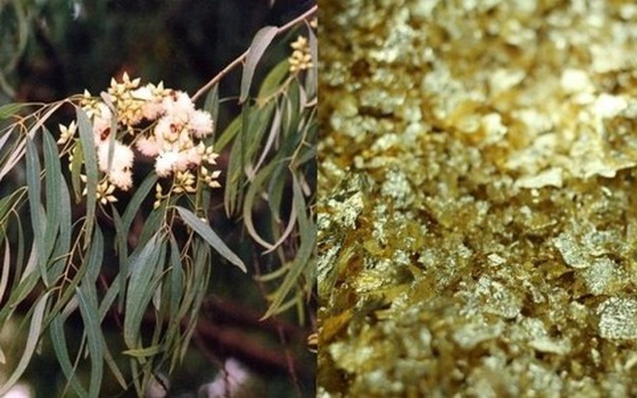 6 cay am vao nha, gia dinh khong ngheo cung kho-Hinh-3