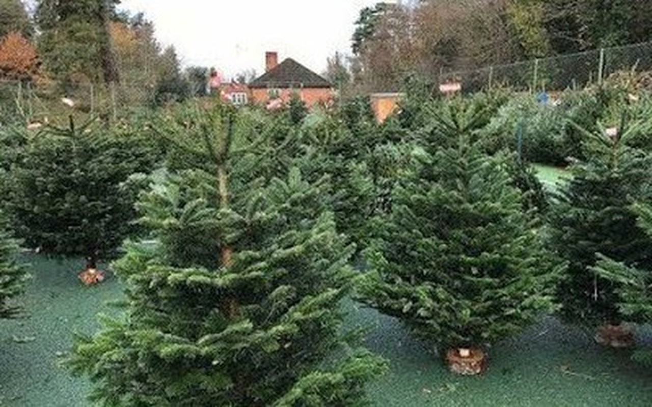 6 cay am vao nha, gia dinh khong ngheo cung kho-Hinh-21