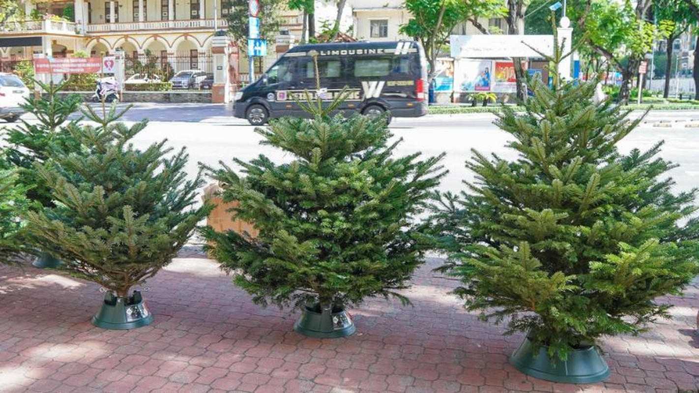 6 cay am vao nha, gia dinh khong ngheo cung kho-Hinh-22