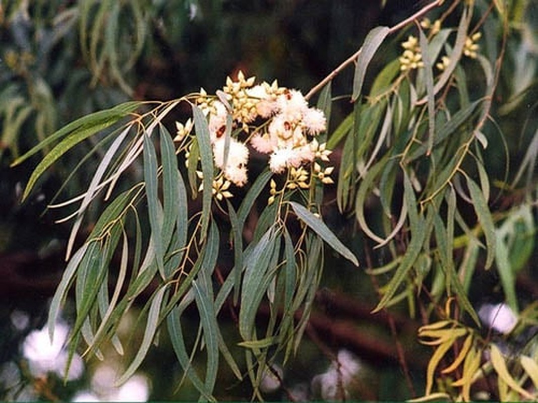 6 cay am vao nha, gia dinh khong ngheo cung kho-Hinh-4