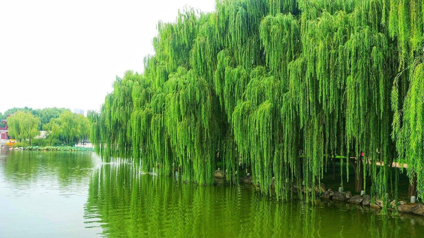 6 cay am vao nha, gia dinh khong ngheo cung kho-Hinh-5