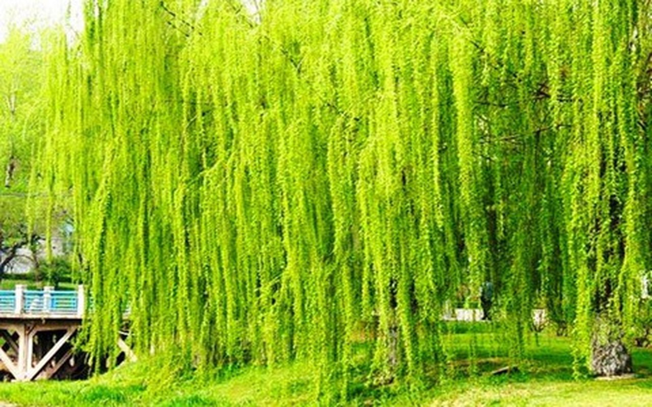 6 cay am vao nha, gia dinh khong ngheo cung kho-Hinh-7