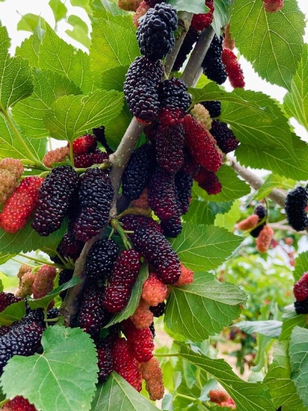 6 cay am vao nha, gia dinh khong ngheo cung kho-Hinh-9