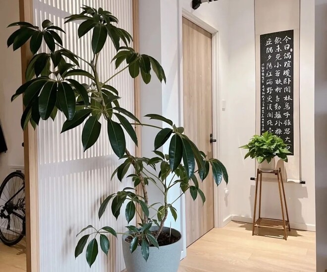 “Lá to chiêu tài, lá nhỏ tụ lộc”, nhà có 3 cây lá cảnh này, tiền vào như nước, sức khỏe dồi dào - 1