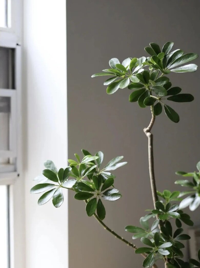 “Lá to chiêu tài, lá nhỏ tụ lộc”, nhà có 3 cây lá cảnh này, tiền vào như nước, sức khỏe dồi dào - 2