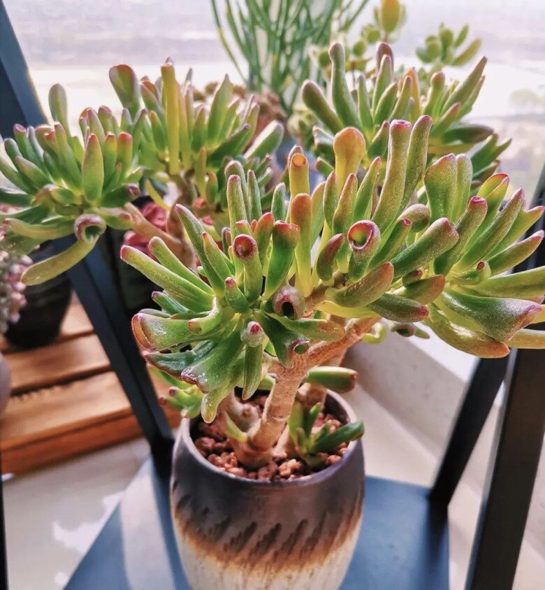 “Lá to chiêu tài, lá nhỏ tụ lộc”, nhà có 3 cây lá cảnh này, tiền vào như nước, sức khỏe dồi dào - 3