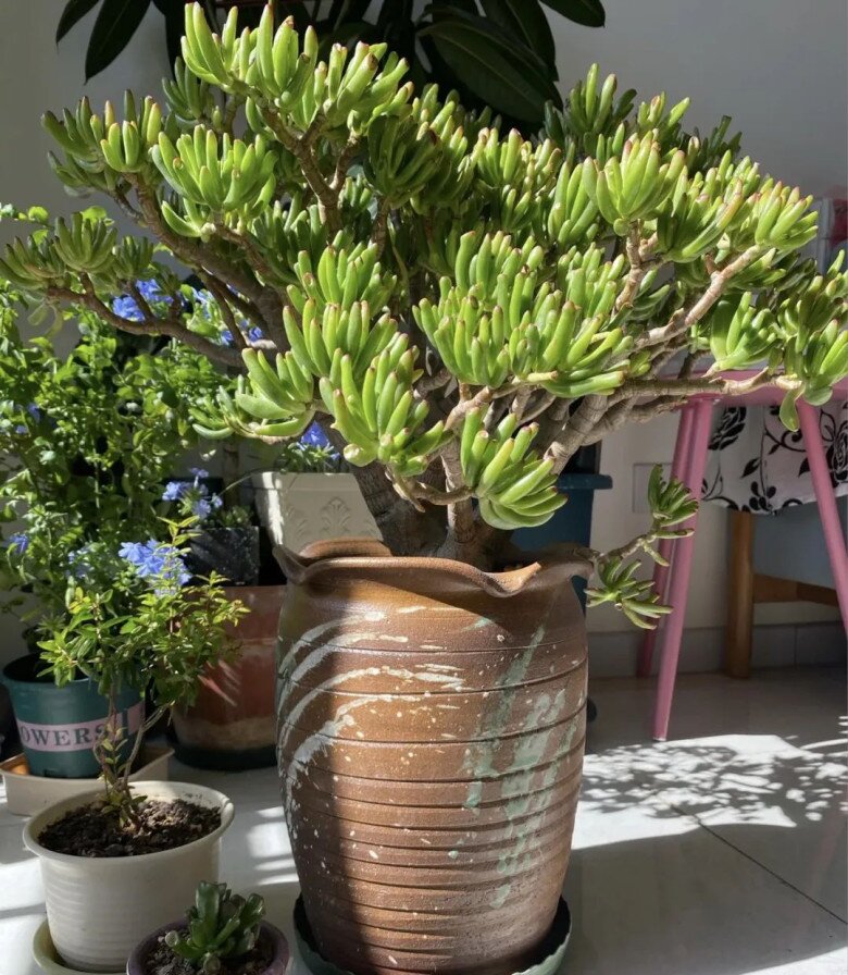 “Lá to chiêu tài, lá nhỏ tụ lộc”, nhà có 3 cây lá cảnh này, tiền vào như nước, sức khỏe dồi dào - 4