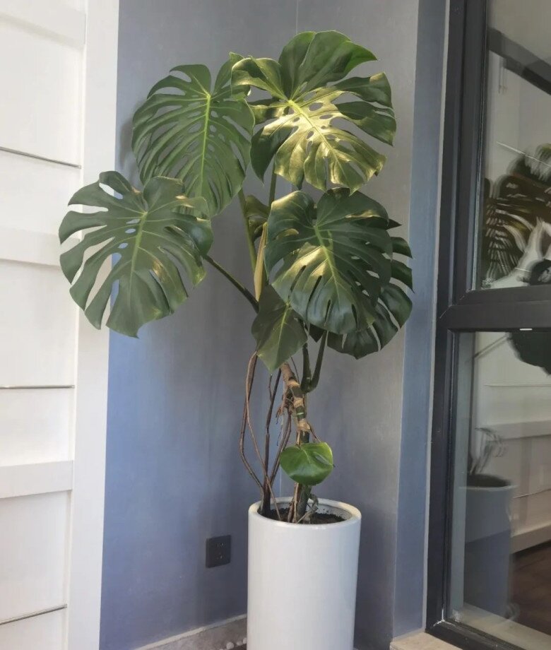 “Lá to chiêu tài, lá nhỏ tụ lộc”, nhà có 3 cây lá cảnh này, tiền vào như nước, sức khỏe dồi dào - 5