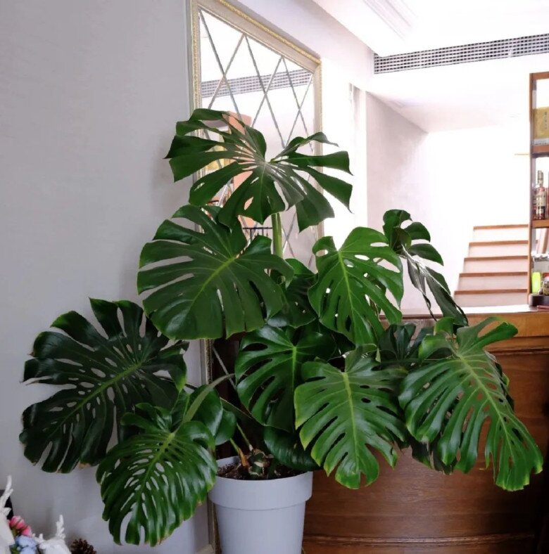 “Lá to chiêu tài, lá nhỏ tụ lộc”, nhà có 3 cây lá cảnh này, tiền vào như nước, sức khỏe dồi dào - 6
