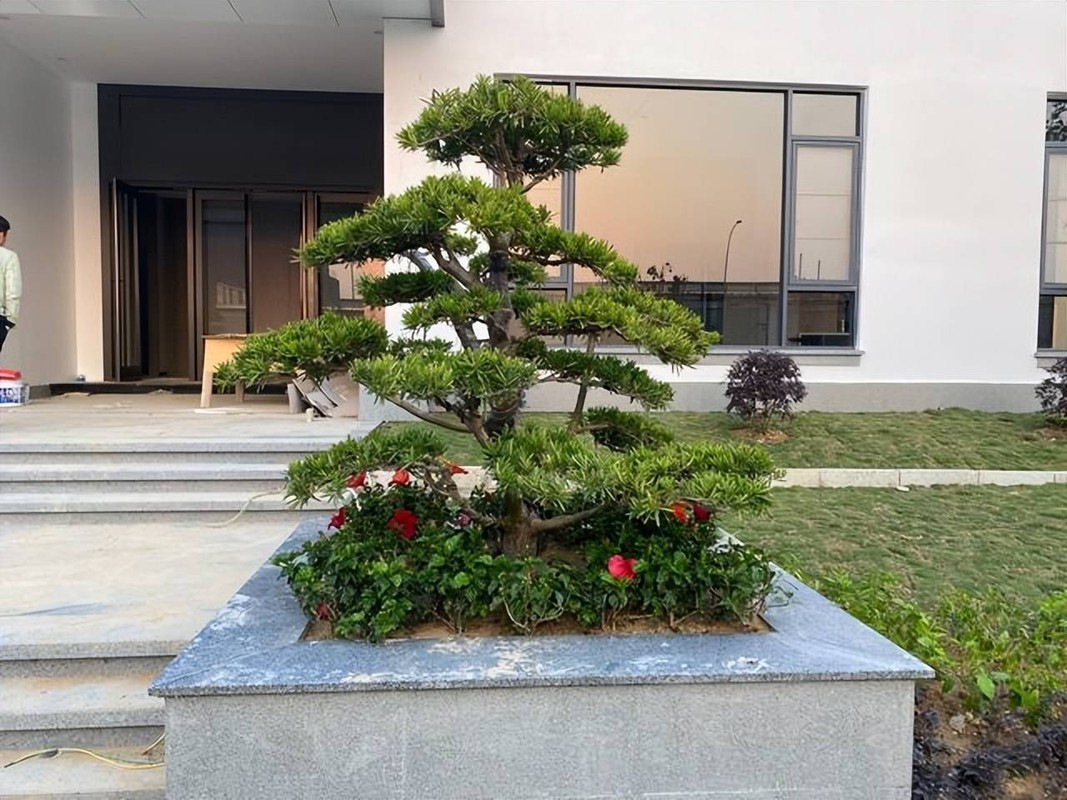 6 cay canh sinh tien trong trong san, tai loc nuom nuop keo den-Hinh-12